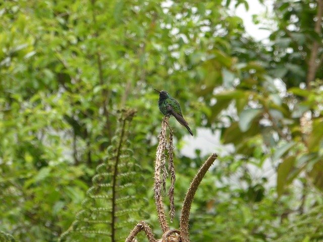 دانلود رایگان Birds Hummingbird - عکس یا تصویر رایگان قابل ویرایش با ویرایشگر تصویر آنلاین GIMP