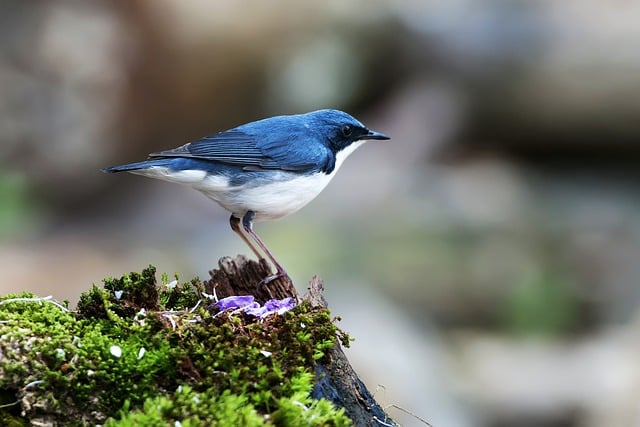 Free download bird siberian blue robin ornithology free picture to be edited with GIMP free online image editor