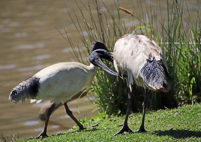 Unduh gratis Birds Ibis Preening - foto atau gambar gratis untuk diedit dengan editor gambar online GIMP