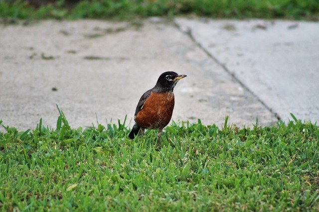 Unduh gratis Bird Sidewalk Grass - foto atau gambar gratis untuk diedit dengan editor gambar online GIMP