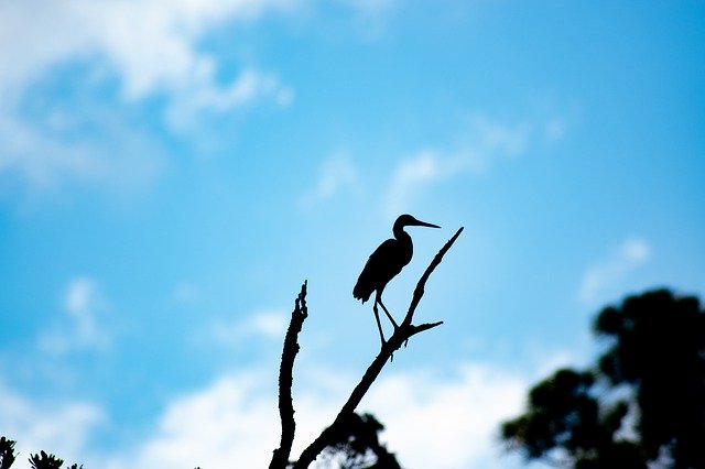 Free download Bird Silhouette Sky -  free photo or picture to be edited with GIMP online image editor