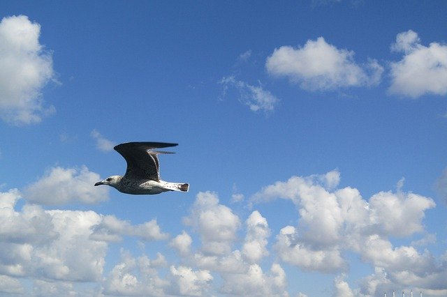 Безкоштовно завантажте Bird Sky Flying - безкоштовне фото або зображення для редагування за допомогою онлайн-редактора зображень GIMP