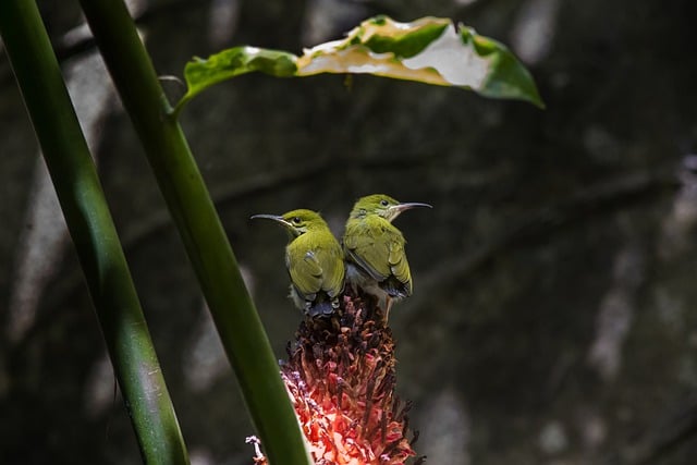 Free download birds little spiderhunter free picture to be edited with GIMP free online image editor