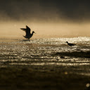 Birds look for food  screen for extension Chrome web store in OffiDocs Chromium