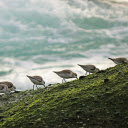 Birds looking for prey  screen for extension Chrome web store in OffiDocs Chromium
