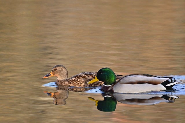Free download birds mallards ornithology species free picture to be edited with GIMP free online image editor