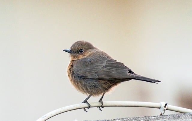 Baixe gratuitamente imagens gratuitas de espécies de ornitologia de pássaros pequenos para serem editadas com o editor de imagens on-line gratuito do GIMP