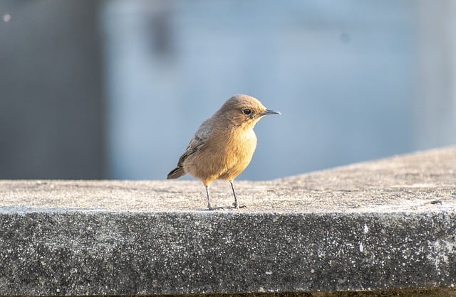 Free download bird small bird wildlife avian free picture to be edited with GIMP free online image editor