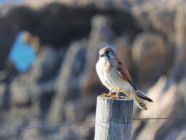 Bezpłatne pobieranie Bird Small Nature - darmowe zdjęcie lub obraz do edycji za pomocą internetowego edytora obrazów GIMP