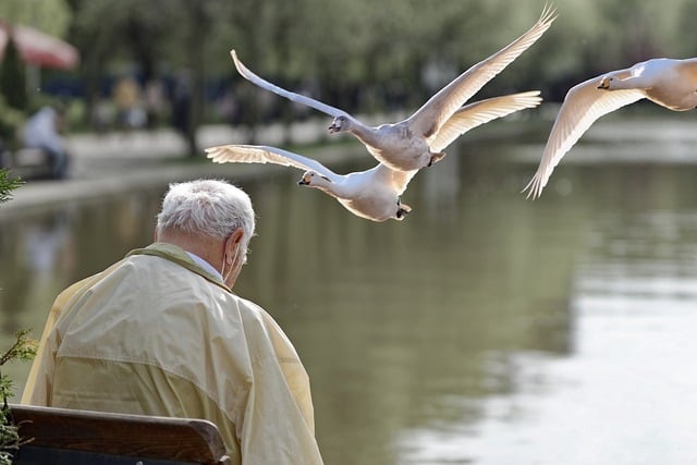 Kostenloser Download Vögel Mann Park Szenen See Kostenloses Bild, das mit dem kostenlosen Online-Bildeditor GIMP bearbeitet werden kann