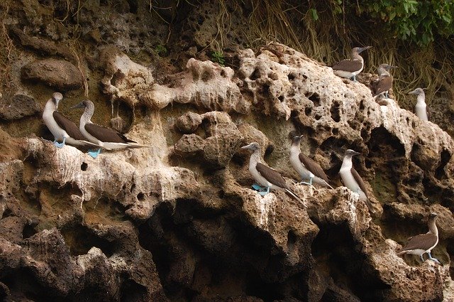 Free download Birds Mompiche Ecuador Sula -  free photo or picture to be edited with GIMP online image editor