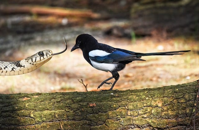Free download bird snake magpie nature fauna free picture to be edited with GIMP free online image editor