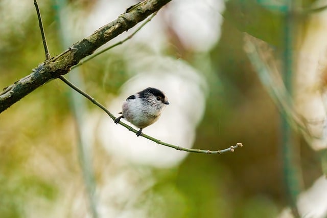 Free download birds nature animal forest choir free picture to be edited with GIMP free online image editor