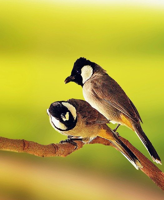 Descărcare gratuită Birds Nature Feather - fotografie sau imagini gratuite pentru a fi editate cu editorul de imagini online GIMP