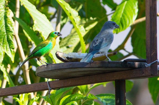 Téléchargement gratuit Birds Nature Sanhaçu-Gray Tropical - photo ou image gratuite à modifier avec l'éditeur d'images en ligne GIMP