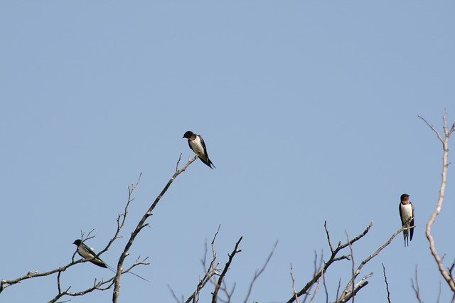 Free download Birds Nature Sky free photo template to be edited with GIMP online image editor