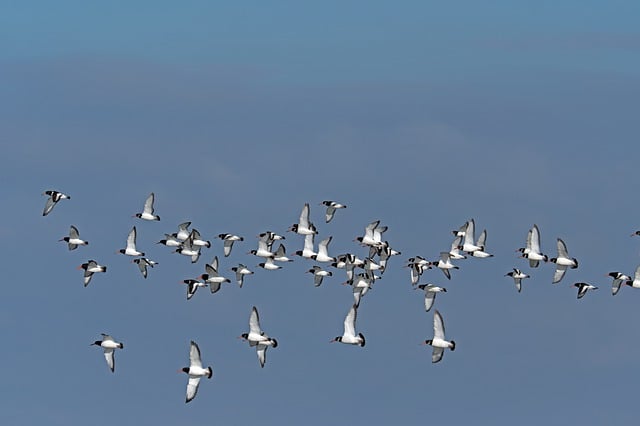 Free download birds nature wading birds free picture to be edited with GIMP free online image editor