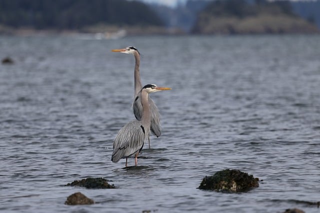 Free download birds nature wildlife fishing free picture to be edited with GIMP free online image editor