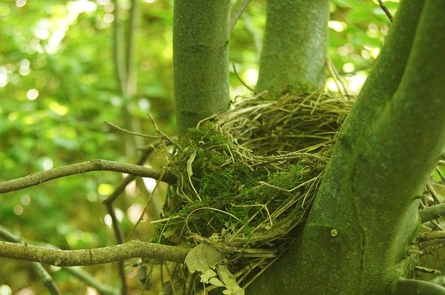 Scarica gratuitamente BirdS Nest Bird Natural: foto o immagine gratuita da modificare con l'editor di immagini online GIMP