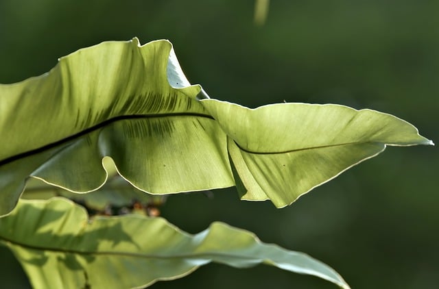 Free download bird s nest fern fern plant leaves free picture to be edited with GIMP free online image editor