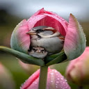 Birds nesting in tulips Wallpaper  screen for extension Chrome web store in OffiDocs Chromium