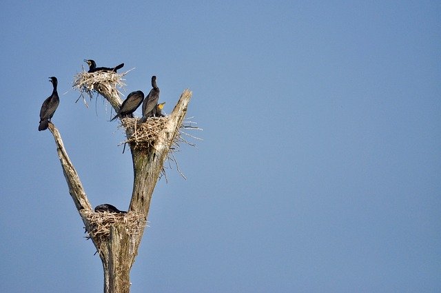 Free download Birds Nests -  free photo or picture to be edited with GIMP online image editor