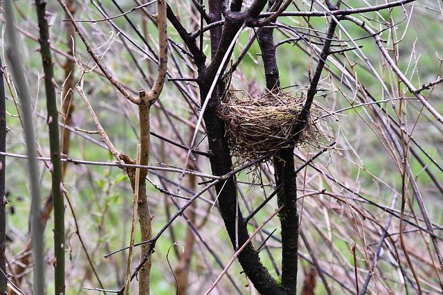 Free download BirdS Nest Shrubs -  free photo or picture to be edited with GIMP online image editor