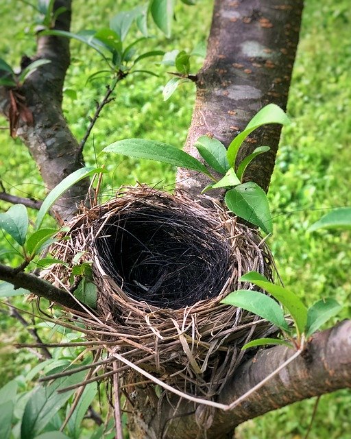 Tree With Birds Nest