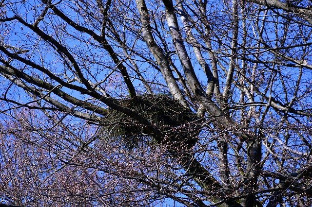 Free download BirdS Nest Treetop Spring -  free photo or picture to be edited with GIMP online image editor