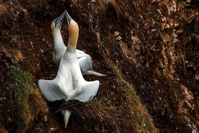 ດາວ​ໂຫຼດ​ຟຣີ Birds Northern Gannet Scotland - ຮູບ​ພາບ​ຟຣີ​ຫຼື​ຮູບ​ພາບ​ທີ່​ຈະ​ໄດ້​ຮັບ​ການ​ແກ້​ໄຂ​ກັບ GIMP ອອນ​ໄລ​ນ​໌​ບັນ​ນາ​ທິ​ການ​ຮູບ​ພາບ
