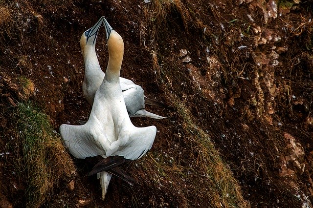 Descarga gratuita Birds Northern Gannet Scotland - foto o imagen gratuita para editar con el editor de imágenes en línea GIMP