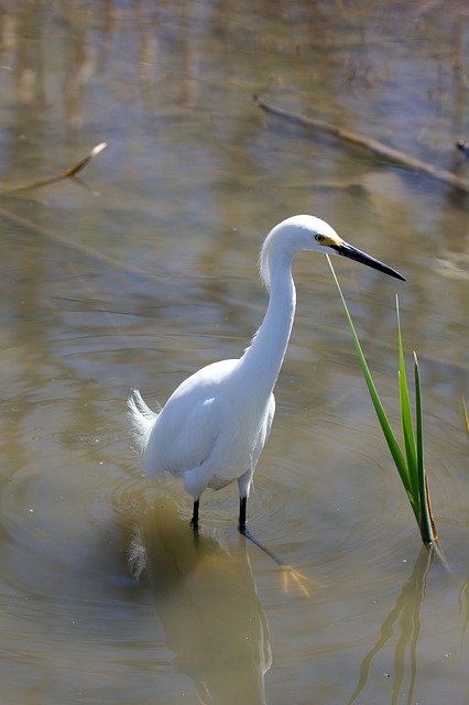 Téléchargement gratuit de Bird Snowy Egret White - photo ou image gratuite à éditer avec l'éditeur d'images en ligne GIMP