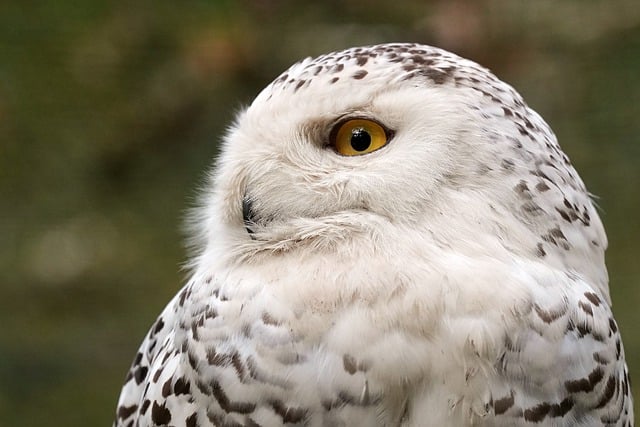 Free download bird snowy owl ornithology species free picture to be edited with GIMP free online image editor