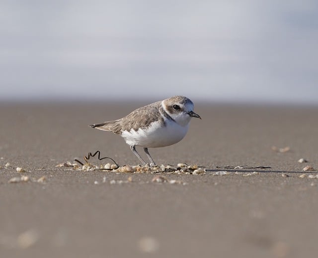 Free download bird snowy plover plover shorebird free picture to be edited with GIMP free online image editor