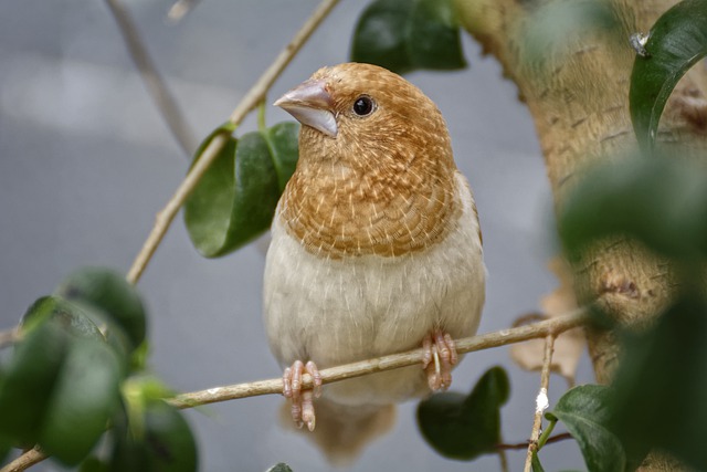 Free download bird society finch ornithology free picture to be edited with GIMP free online image editor