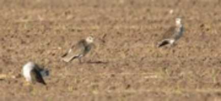 Free download Birds of Kuwait | Bird Sightings from Kuwait - Kuwait Birds free photo or picture to be edited with GIMP online image editor