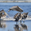 Birds of prey on the beach  screen for extension Chrome web store in OffiDocs Chromium