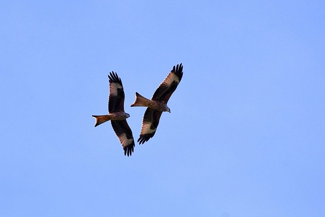 Free download Birds Of Prey Red Kite Flying -  free photo or picture to be edited with GIMP online image editor