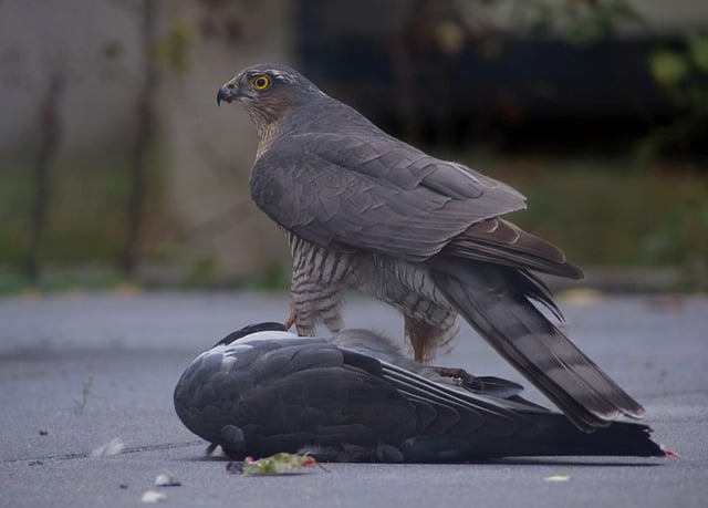 Free download birds of prey sperber bird beak free picture to be edited with GIMP free online image editor