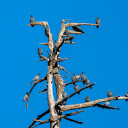 Birds on dry trees  screen for extension Chrome web store in OffiDocs Chromium