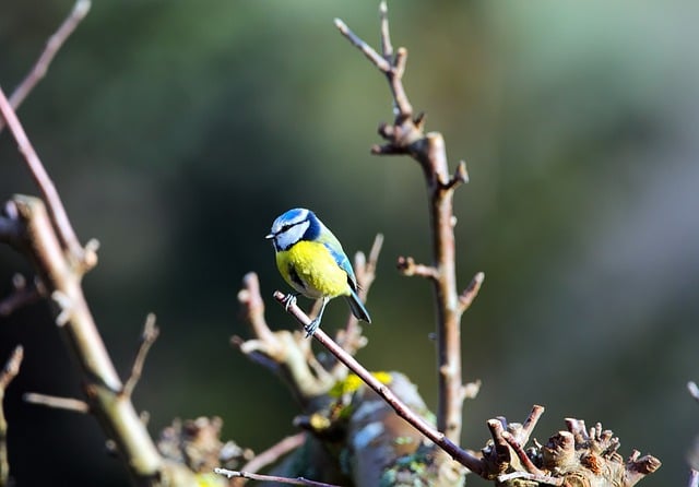 GIMP ücretsiz çevrimiçi resim düzenleyiciyle düzenlenecek ücretsiz indir kuş ötücü kuş mavi baştankara yaban hayatı ücretsiz resmi