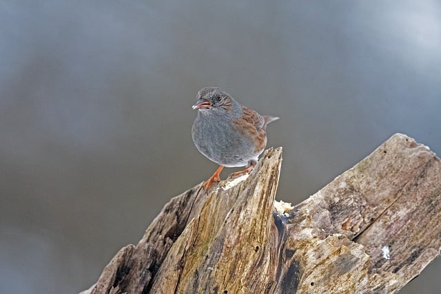 Free download bird songbird dunnock garden free picture to be edited with GIMP free online image editor