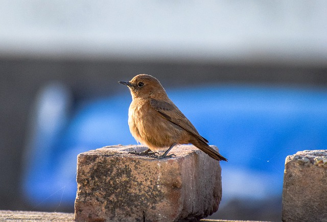 Free download bird songbird species robin beak free picture to be edited with GIMP free online image editor