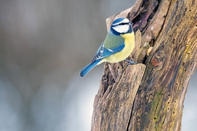 Free download bird songbird tit blue tit nature free picture to be edited with GIMP free online image editor