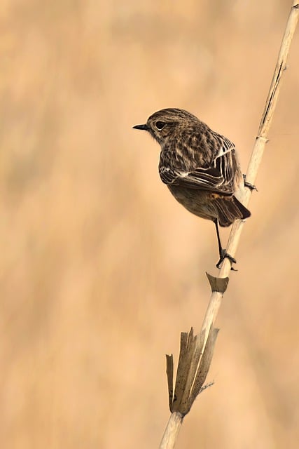 Free download bird song sparrow sparrow reed bird free picture to be edited with GIMP free online image editor