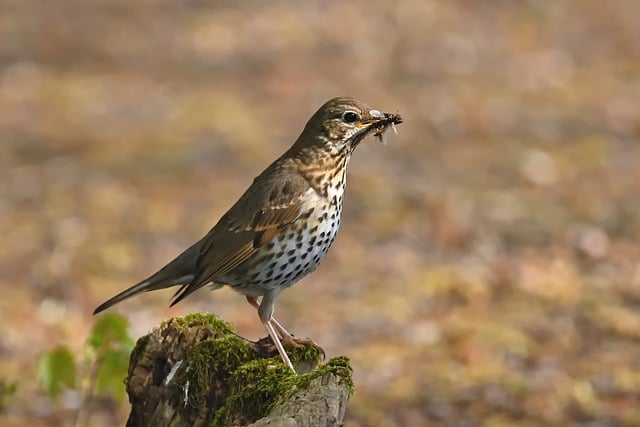 Free download bird song thrush songbird free picture to be edited with GIMP free online image editor