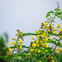 birds on the flower branch  screen for extension Chrome web store in OffiDocs Chromium