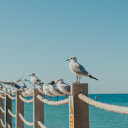 Birds on the railing  screen for extension Chrome web store in OffiDocs Chromium