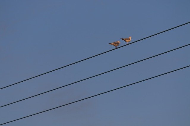 Template Photo Birds On Wire Avian -  for OffiDocs