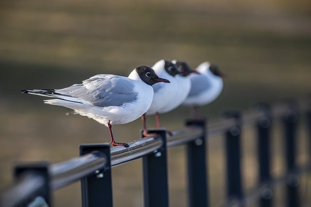 Free download birds ornithology black headed gull free picture to be edited with GIMP free online image editor